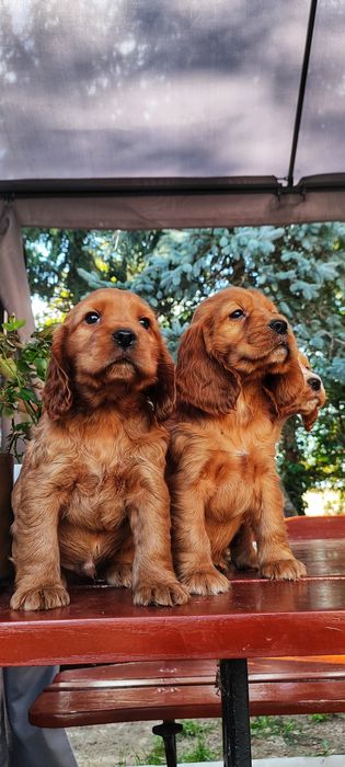 Śliczne Szczenięta Cocker Spaniel  • DO REZERWACJI •