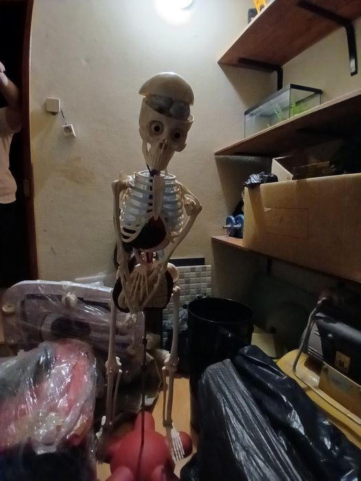 Réplica de Esqueleto Humano