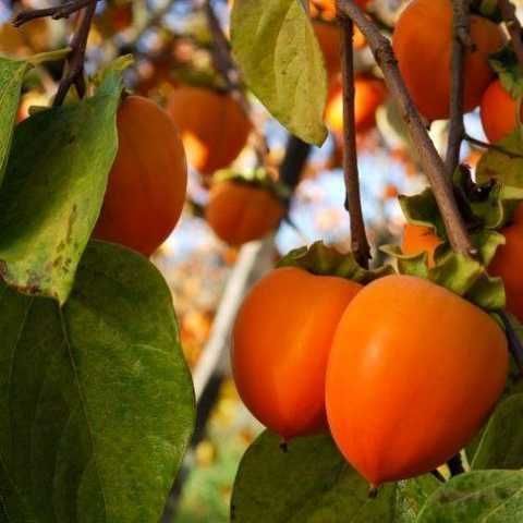 Якісні саджанці привитої самоплідної, високоурожайної хурми.