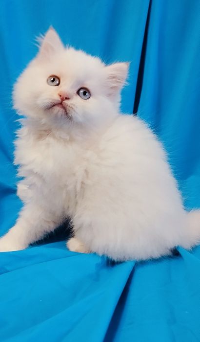 Голубоглазый шиншиловый мальчик