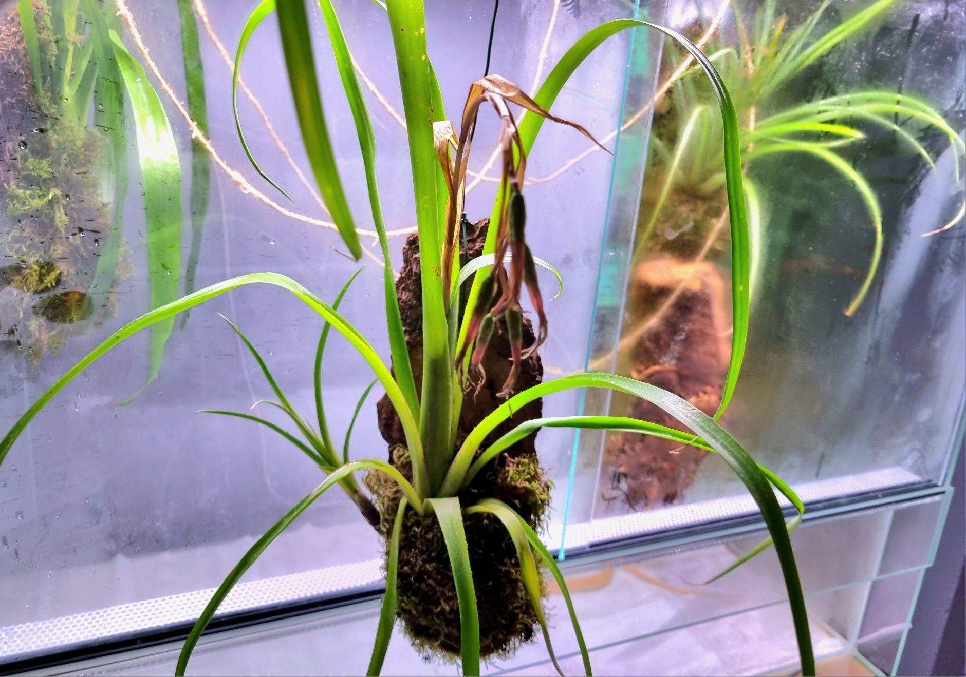 tillandsia roślina tropikalna do terrarium/paludarium