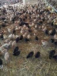 Kury nioski młode,odchowalnia drobiu kur niosek. Dostawa pod dom.