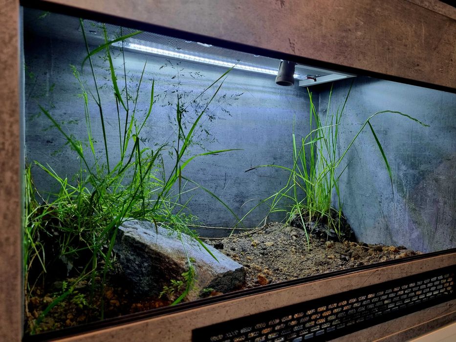 Terrarium 80x50x50 dla żółwia lądowego