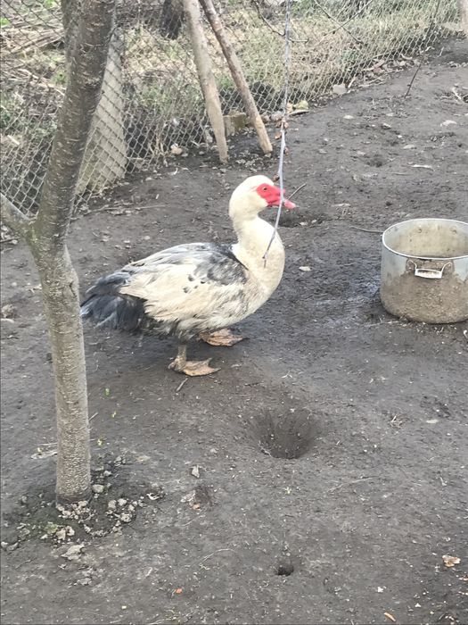 Качки шипуни