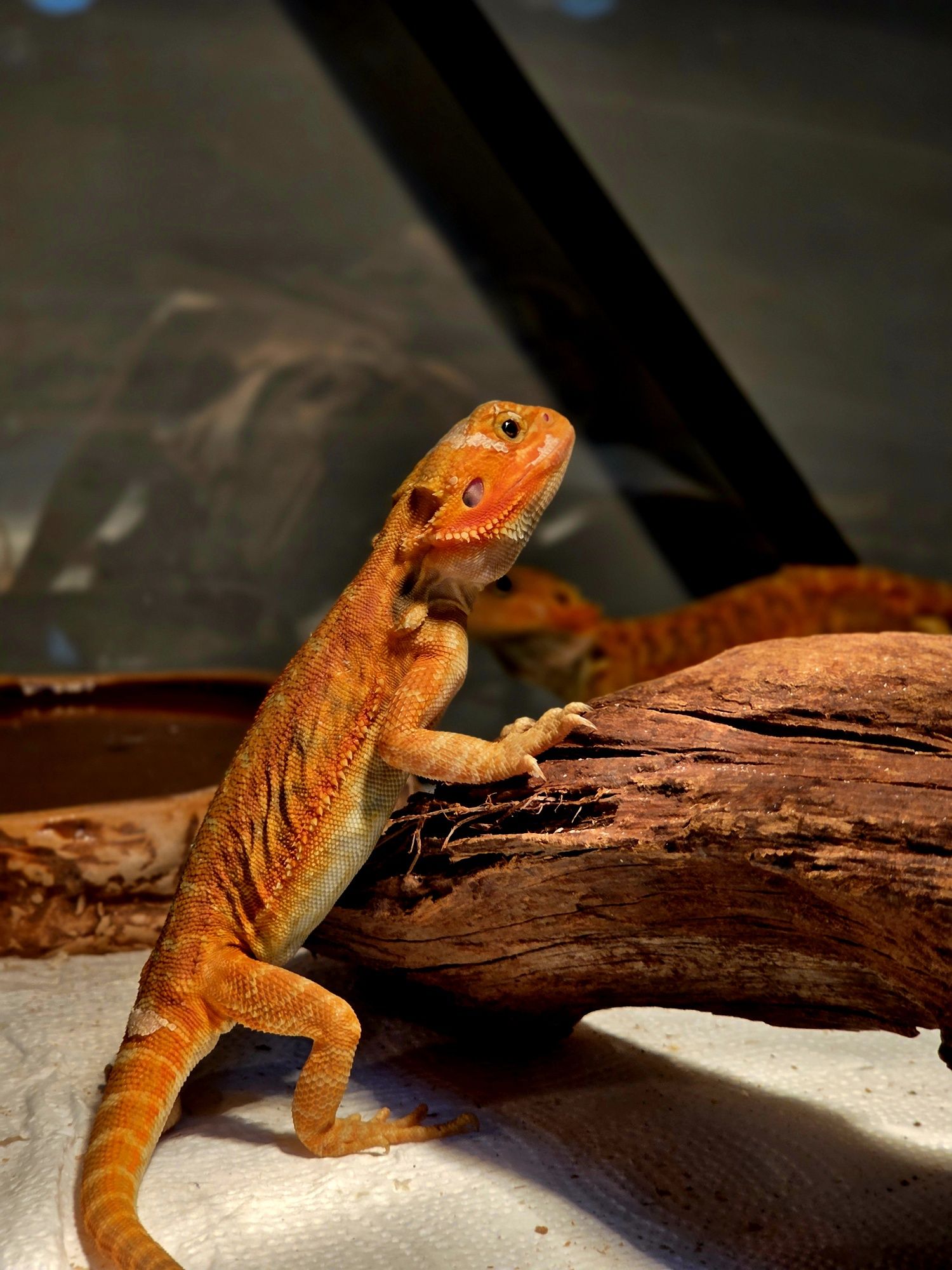 Młode agamy brodate Orange