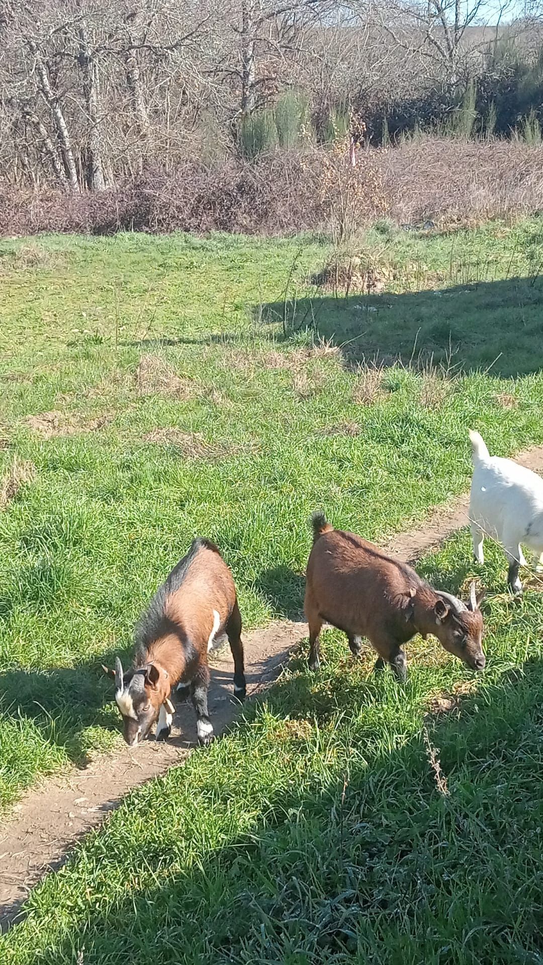 Animais Cabras Anas