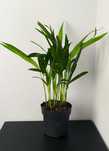 Palma Areka Areca Dypsis 30 cm