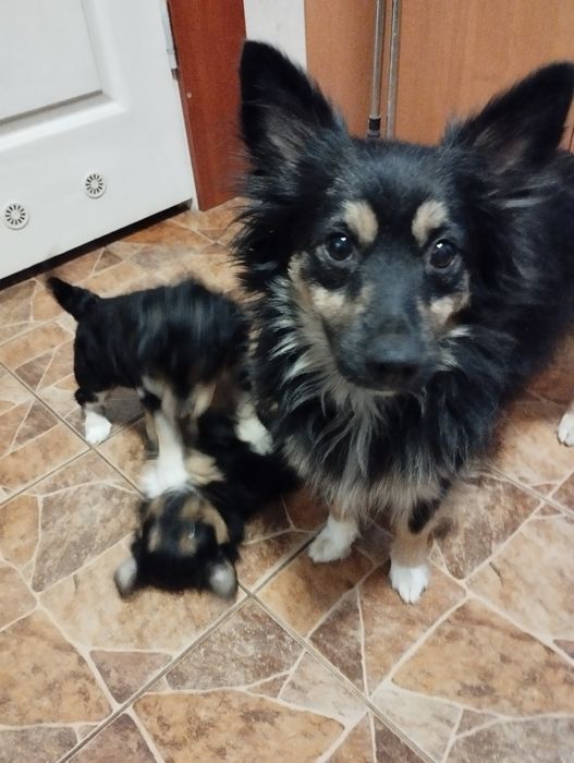 Милі собачки маленької породи.