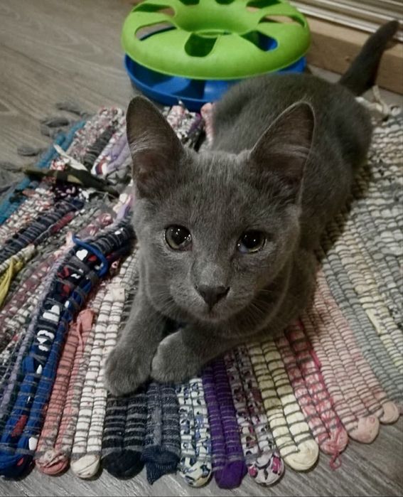 Врятовані кошенятка шукають домівки