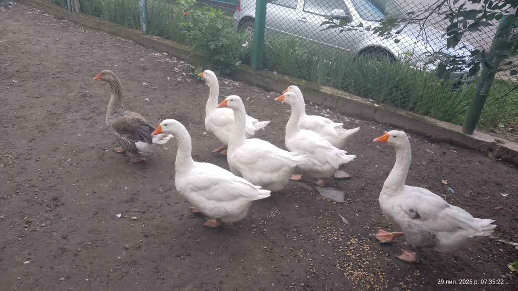 Продаємо гуси великих порід