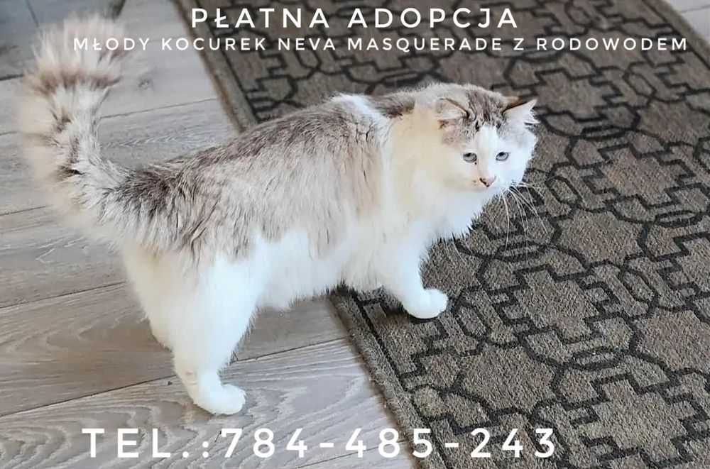 Kocurek neva masquerade z rodowodem.