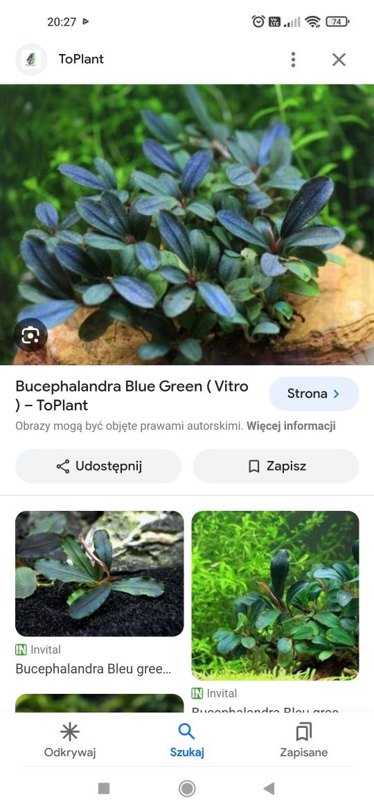 Bucephalandra blue green, rośliny akwariowe, akwarium, akwarystyka