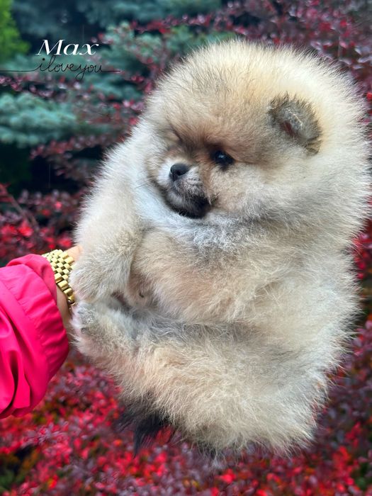 Pomeranian/szpic miniaturowy