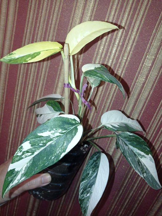 Сортові філодендрони