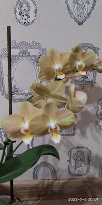 Орхідея орхидея Монако