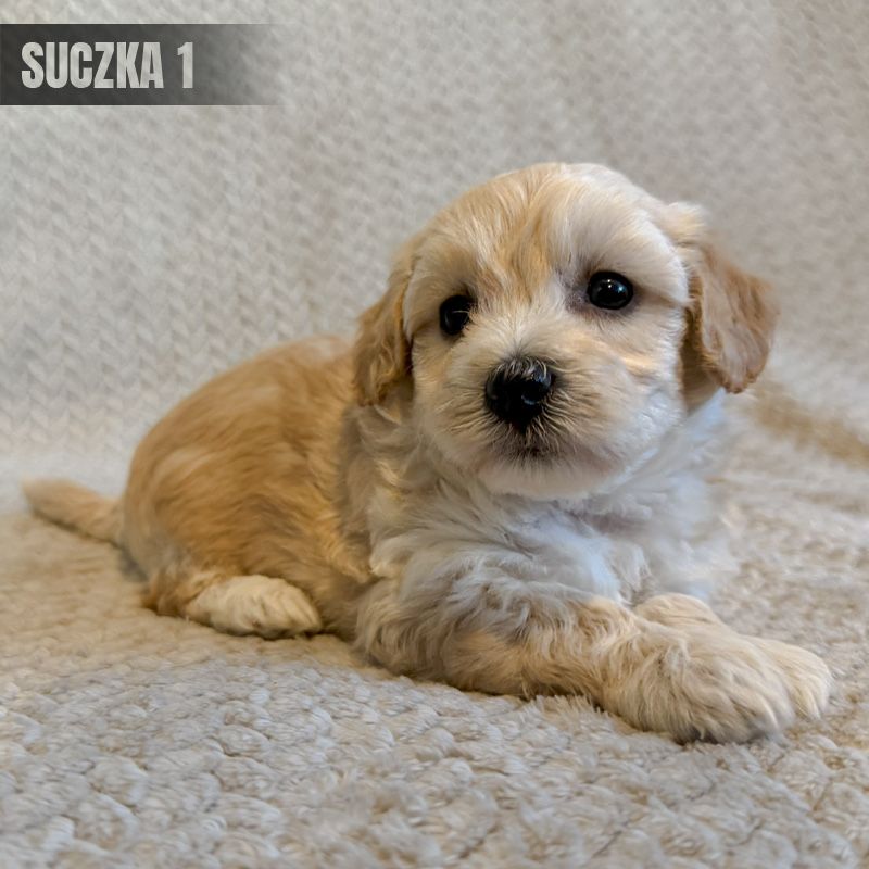 **suczka maltipoo**