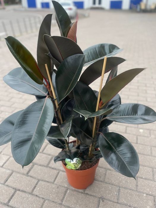 Фікус, фикус, абіджан, Бенджаміна,  хлоє, робуста.