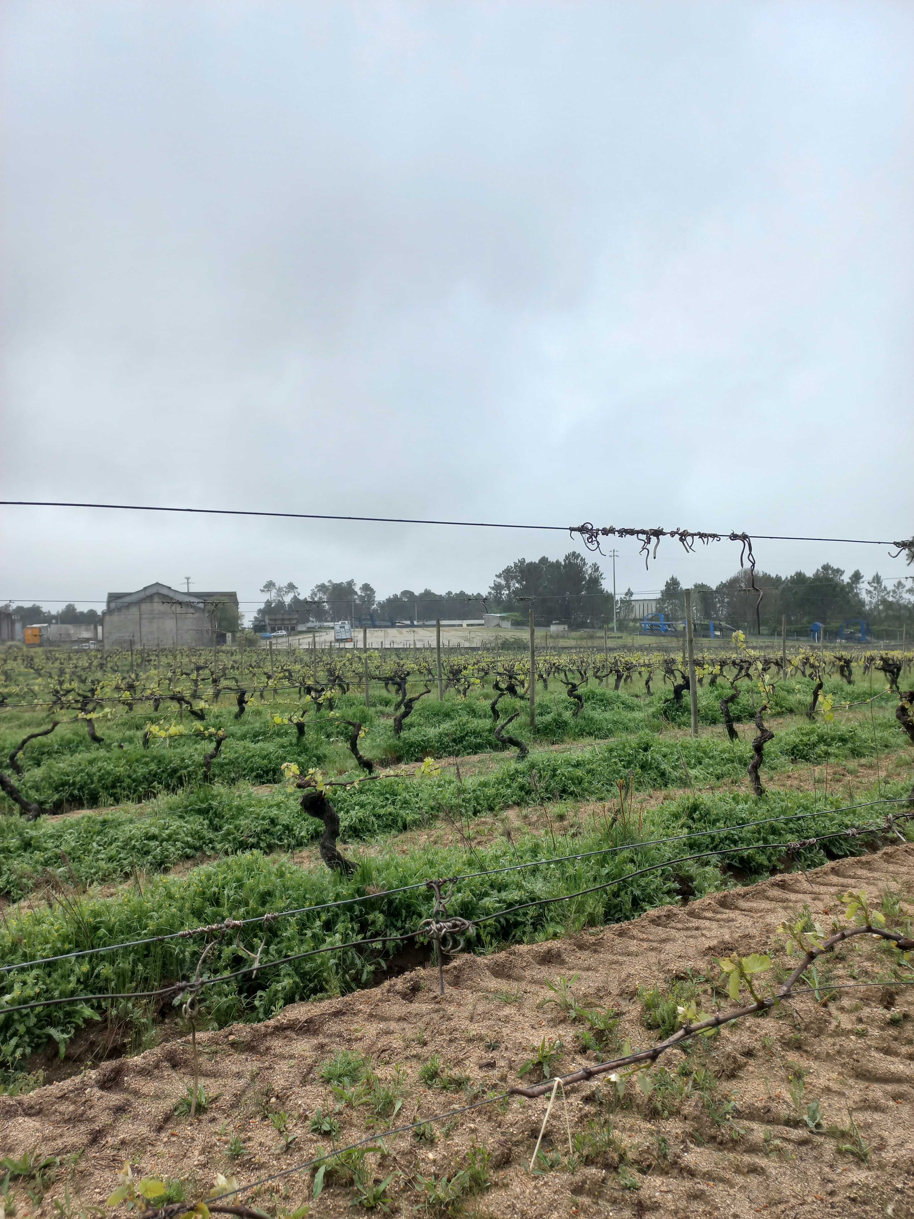 Quinta da Gandara