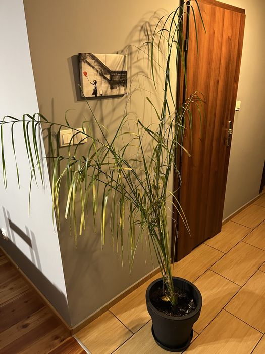 Palma daktylowa ok 200 cm roślina egzotyczna