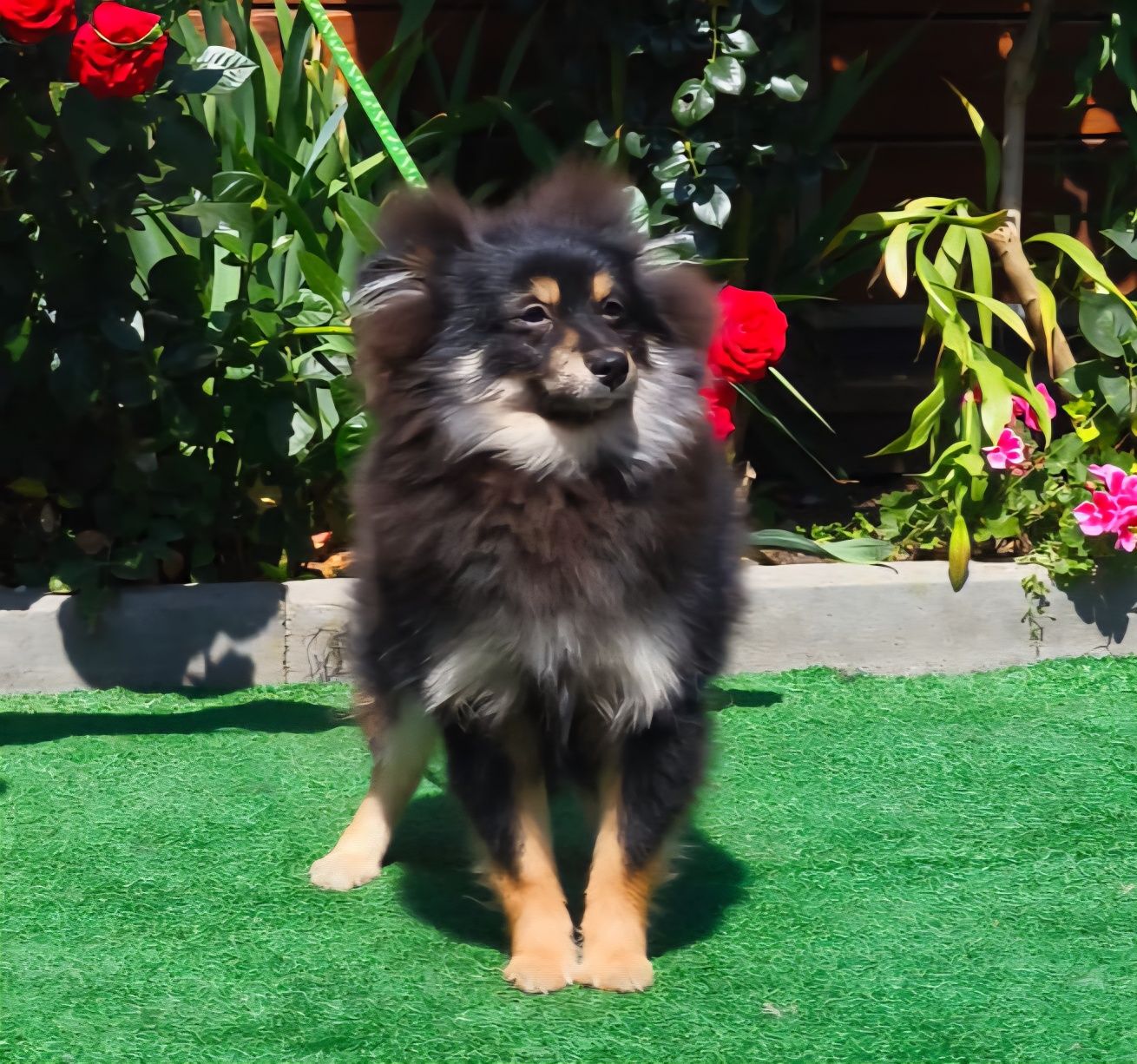 Pomeranian pies gotowy do odbioru