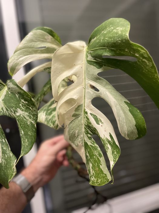 Monstera vatiagata albo
