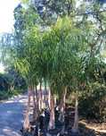 Palmeira ou Coqueiro plumoso, Syagrus romanzoffiana