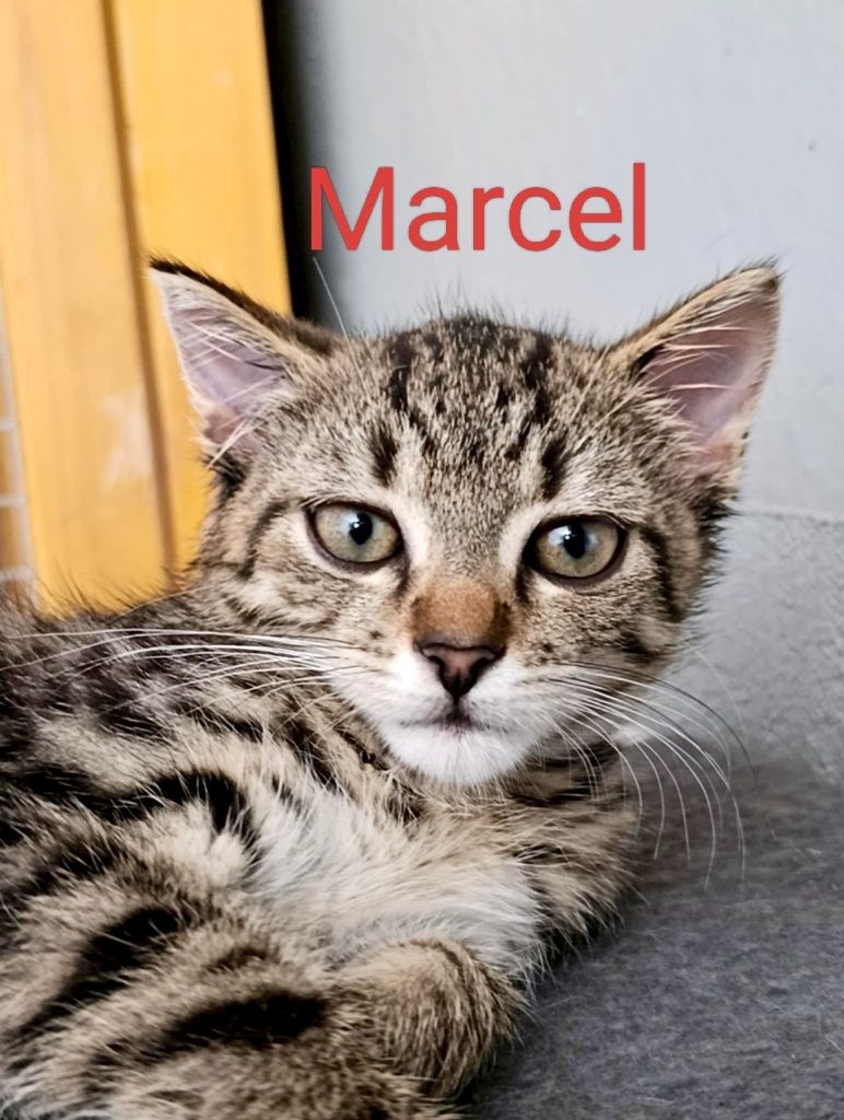 Marcel gorąco poleca się do adopcji:)