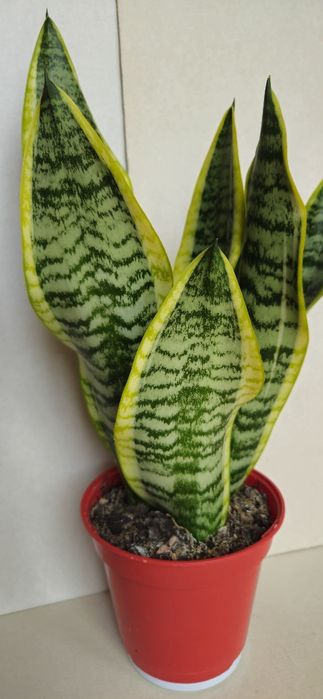 Planta Espada de São Jorge Vaso 14 cm