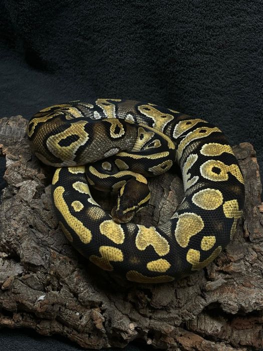 Węże samice i samce