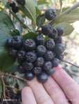 Aronia cena za kg 6 zl