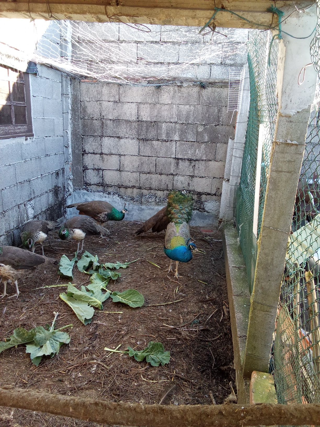 2 pavões machosS