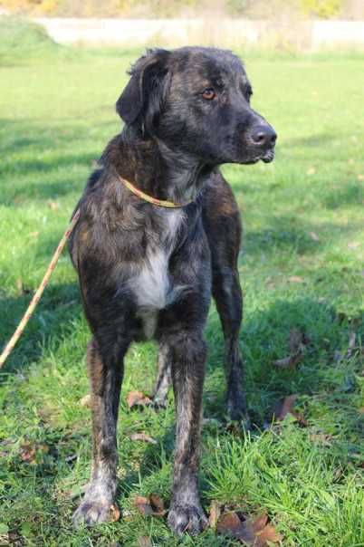 097107 Frotka do adopcji