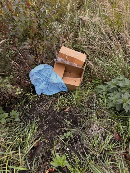 Рижі руді кошенята коти котики