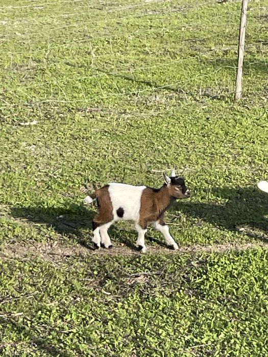 Casal de cabras anas