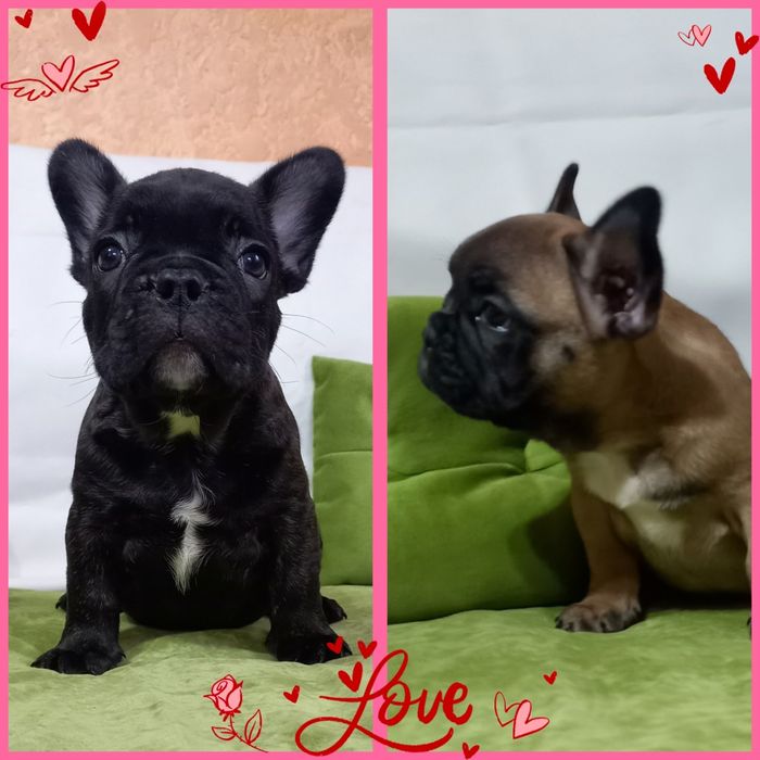 Неймовірні красені