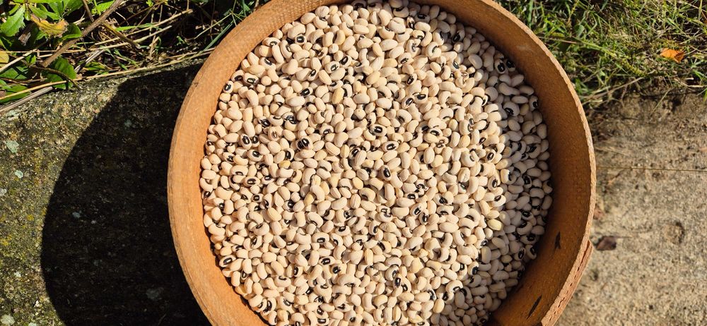 Feijão frade biológico de 2025