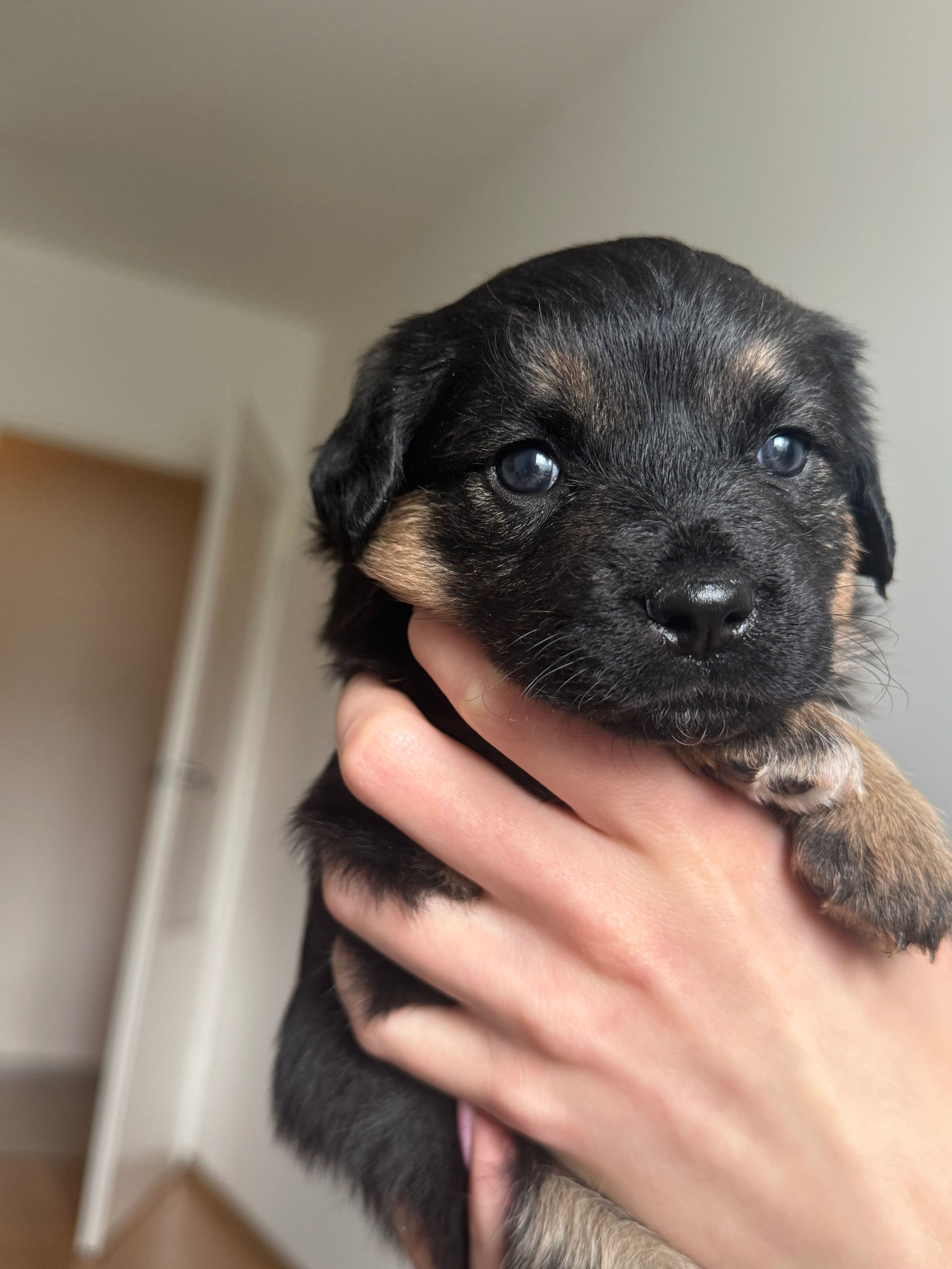 Szczenięta do adopcji