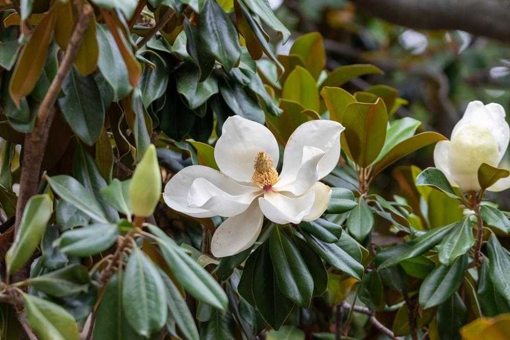 Magnolia grandiflora "Alta", wieczniezielona, duże sadzonki