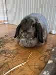 Samiczka mini lop do adopcji