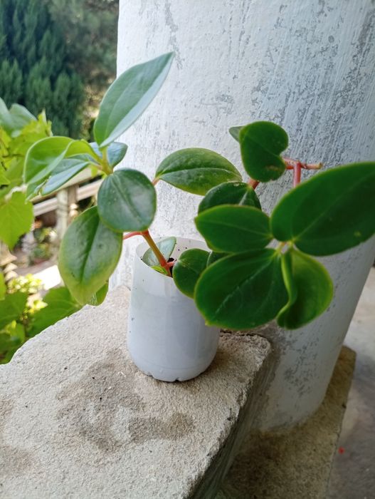 Пеперомія клузієлистна