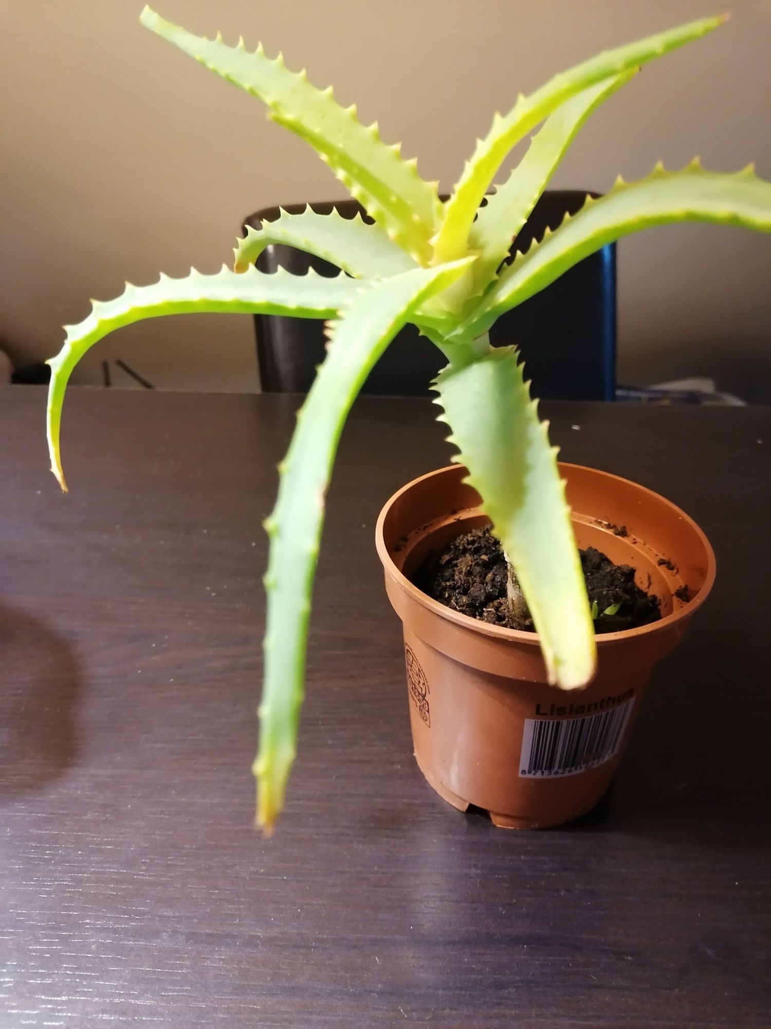 Aloes sadzonka 15-20 cm dobrze ukorzeniona