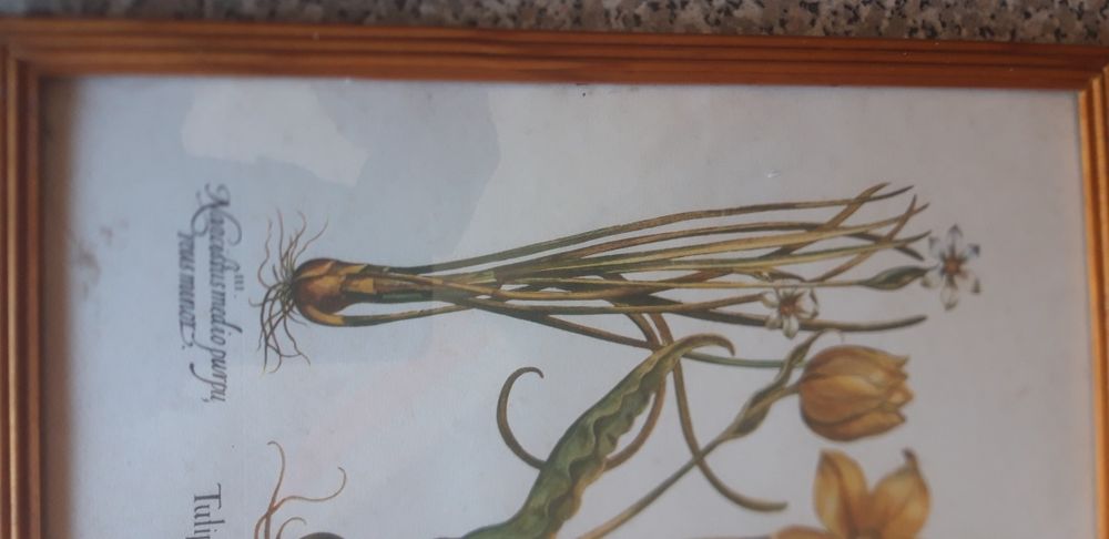 Quadro Antigo Decorativo