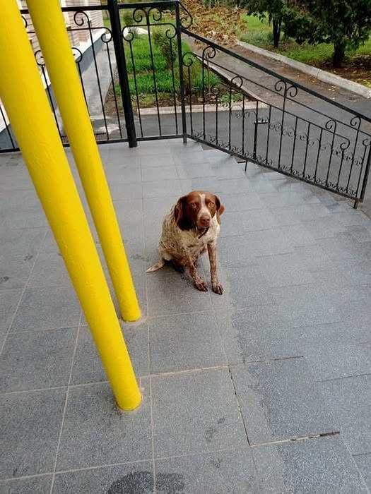 Хто загубив СОБАКУ