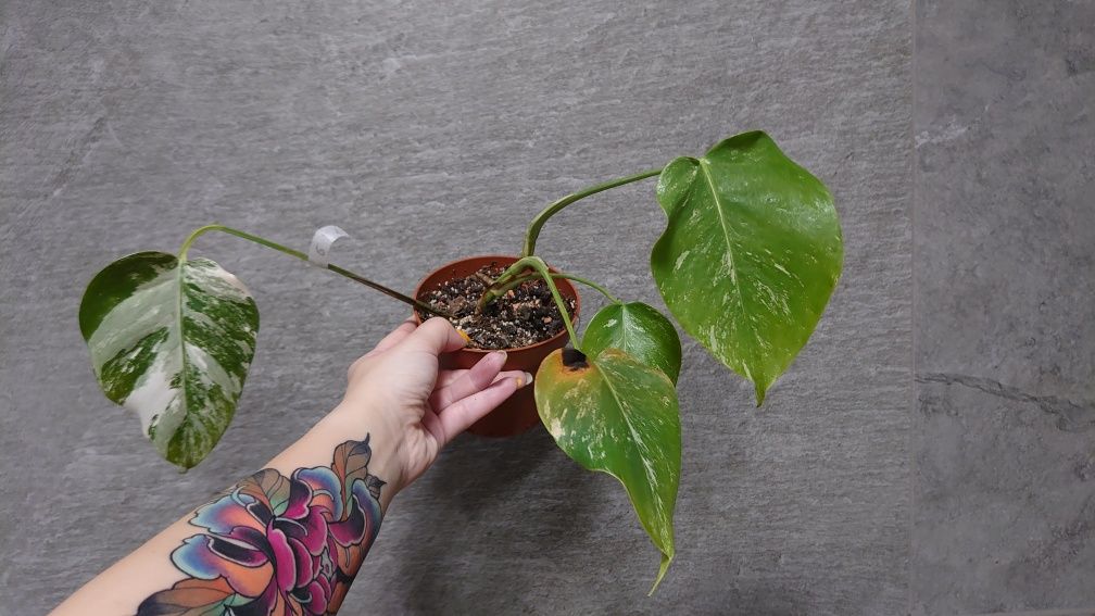 Monstera borsigiana variegata ( nie deliciosa)