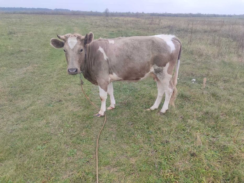 Продам молоду корову.
