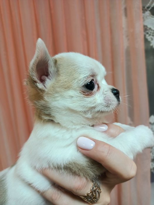 Продаж цуценят Чіхуахуа