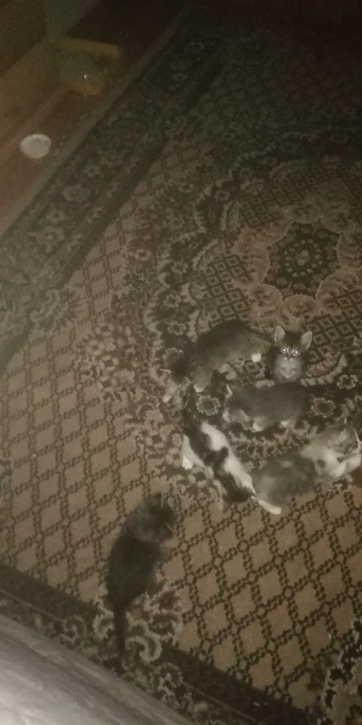 Віддам  у добрі рукі