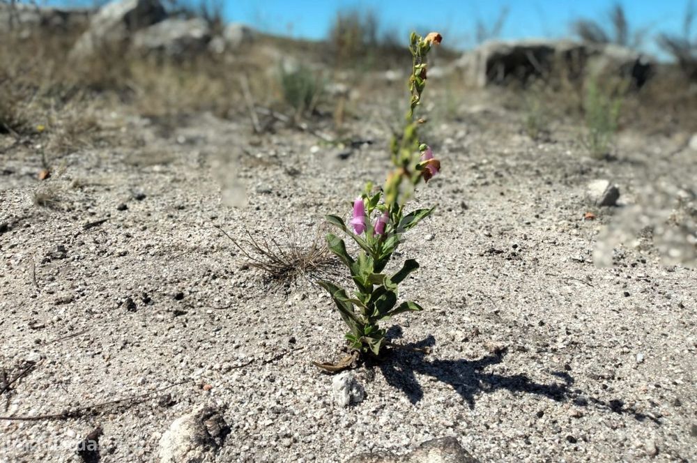 Terreno 10.020m2 em Travancinha - Seia