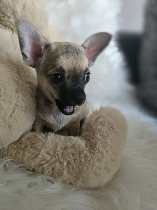 Śliczny krótkowłosy piesek rasy Chihuahua