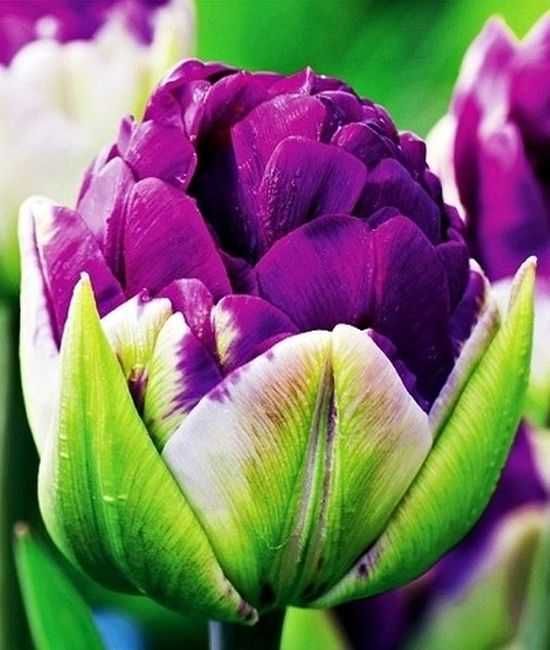 Zastaw tulipanów z 10 odmian 125 cebulek za 179 zł